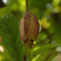 Barringtonia acutangula (L.) Gaertn.